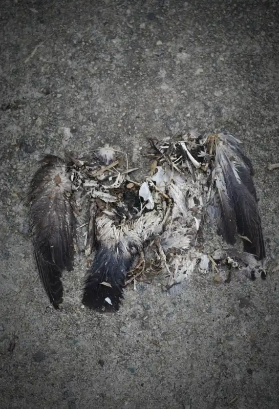 The decomposing body of a dead pigeon against the cold grey pavement. The bird's head and torso has been chewed away by time, yet the remainings of its wings and legs resemble the image of an angel.